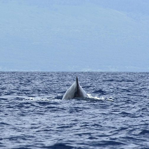 Ein Wal an der Wasseroberfläche in Lahaina.